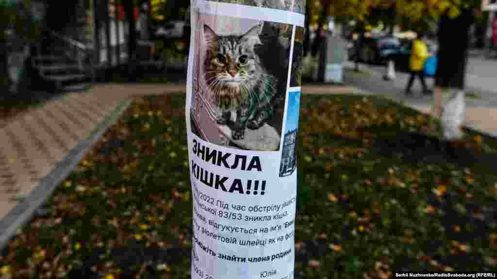 Оголошення про розшук кішки, які зникла під час російського ракетного обстрілу столиці. Згодом «Емму» (так звати кішку) знайшли