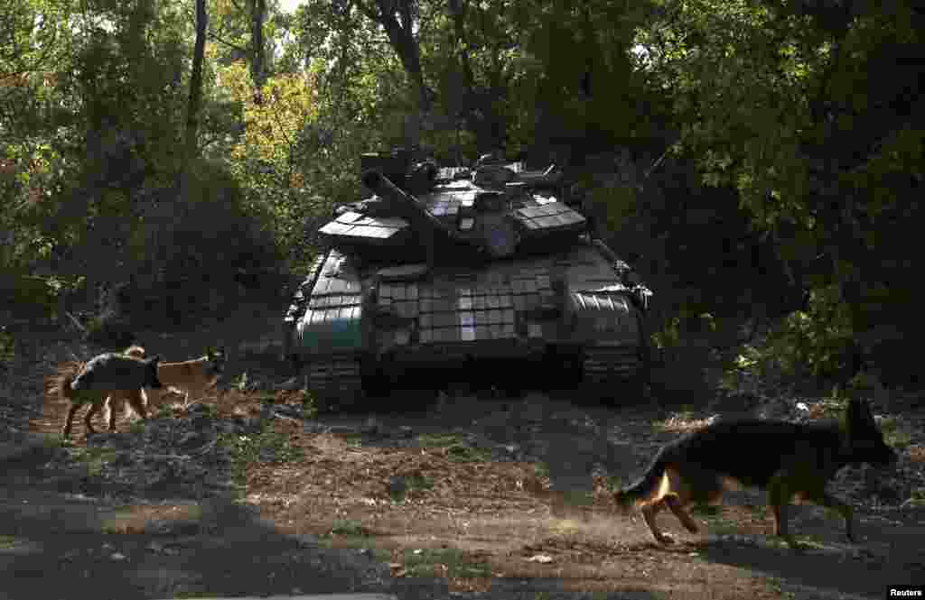 Dogs gather near a Ukrainian tank at a position near Donetsk in September 2014.