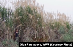 Reed jungles could provide tigers with appropriate habitat. (Photo: Olga Pereladova, WWF)