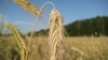 Україна може виграти від світової продовольчої кризи