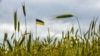 Україна домовляється з ЄС про відкриті кордони для своєї агропродукції – Мінагро