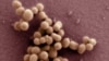 First Artificial Living Cell Developed