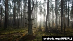 Лес у Белавескай пушчы. Ілюстрацыйнае фота