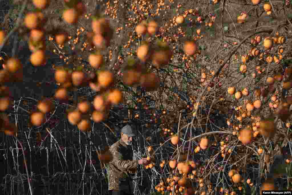 A Stepanakert local harvests persimmons that apparently flourished through the recent conflict. 