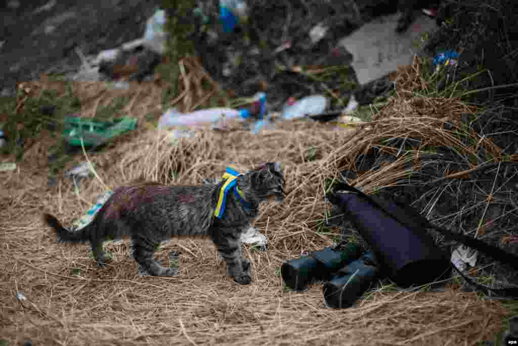 A cat wearing a ribbon with the colors of the Ukrainian national flag stands near military binoculars at a checkpoint in the town of Avdeevka near Donetsk last August.