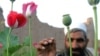 کمیته‌های ولایتی طالبان بمنظور آگاهی عامه در مورد منع کشت کوکنار ایجاد شده اند