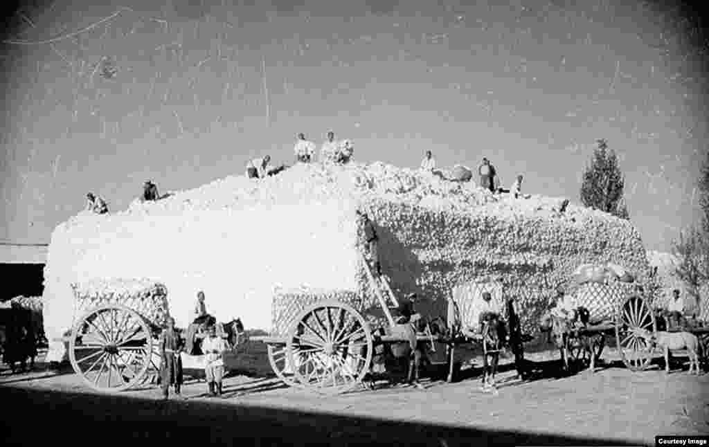 A cotton harvest in the 1930s. Unseen in Penson’s photographs are the repressions of those opposed to the Kremlin's reshaping of Central Asia. Hundreds of dissident Uzbeks were executed or died in prison under Soviet rule.