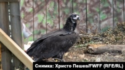 Instead of the romantic ending nature lovers were hoping for, one of Bulgaria's recently reintroduced black vultures was shot and killed by a poacher.