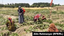 آرشیف - شماری از زنان زراعت پیشه در افغانستان