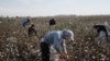 Uzbek State Workers Say They're Still Being Forced To Pick Cotton